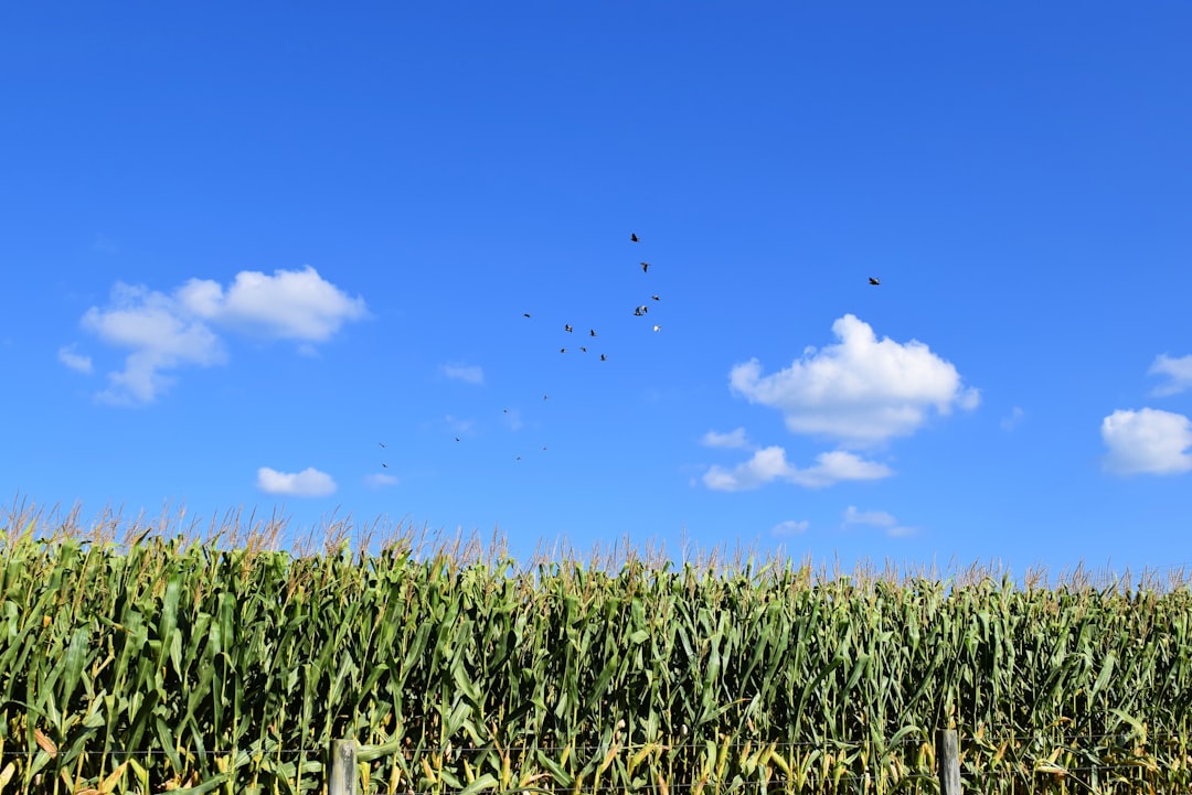Welcome to Cedar Chase Phase III Community Association Homeowners Association!